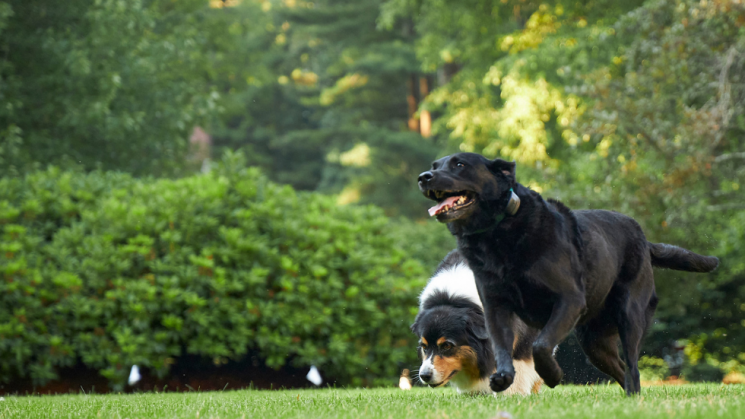 7.20_DogTailsBlog Dogs running outside, summer allergies