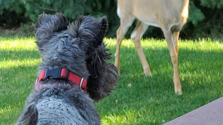 7.29_DogTailsBlog (1)