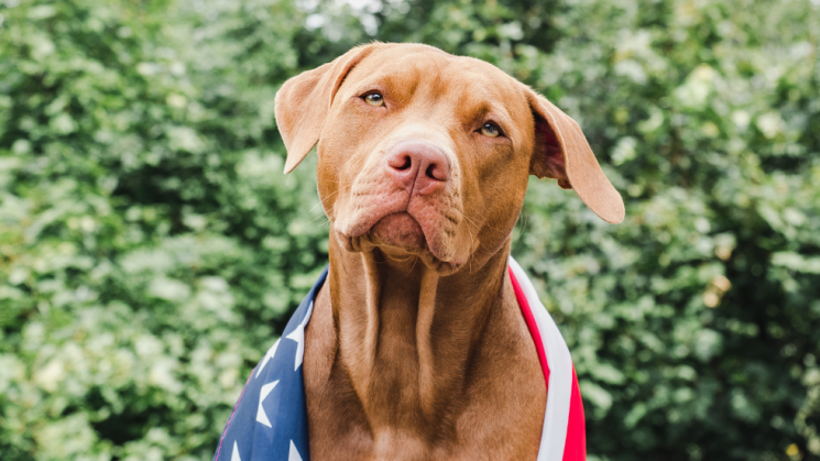 Dog with American Flag, Fourth Of July