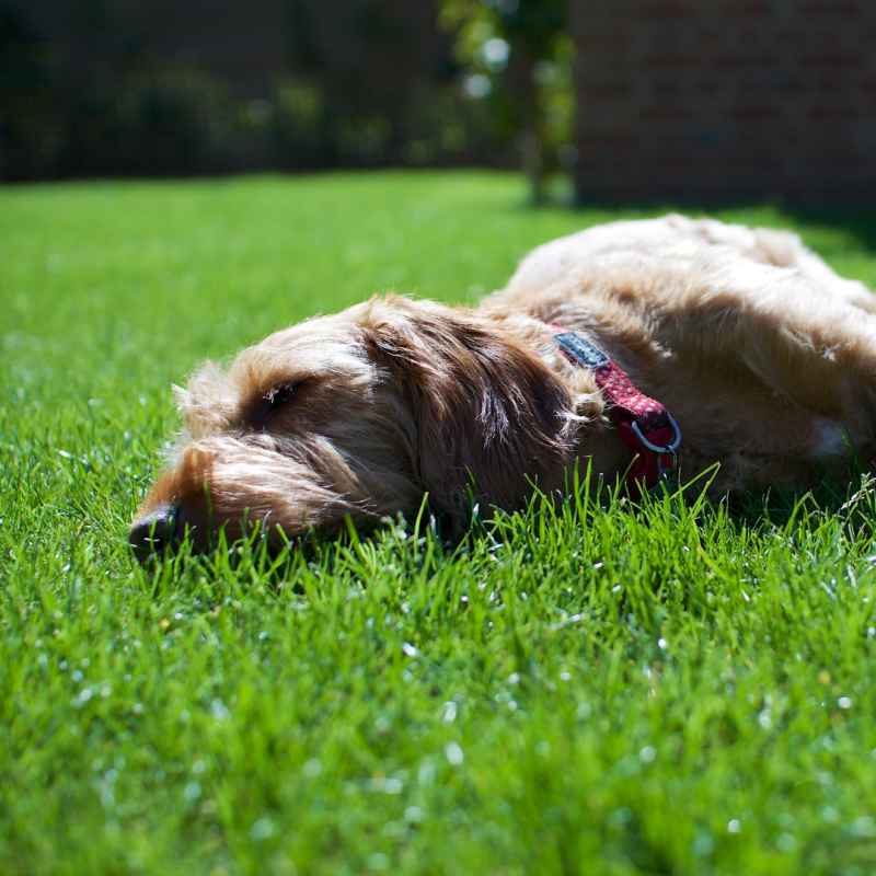 Dog Laying In Sun, Summer Safety