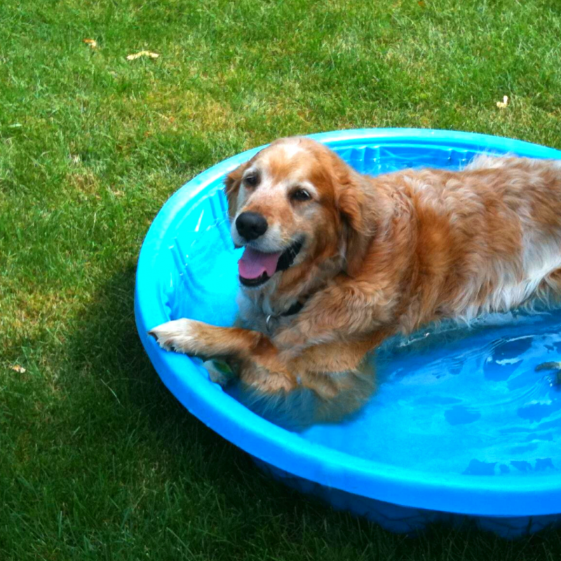 Dog in pool cooling off, Summer Safety