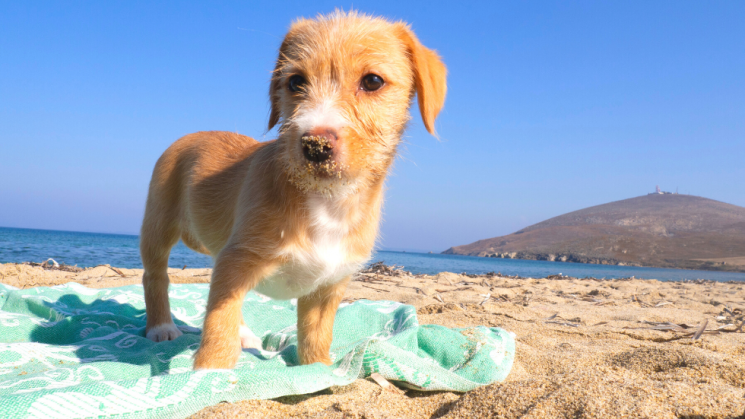 puppy at beach, beach safety