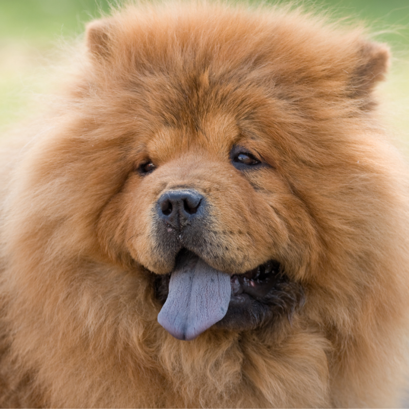 chow chow, dogs who hate summer