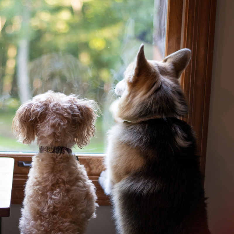 Dogs looking out window, Fourth of July safety