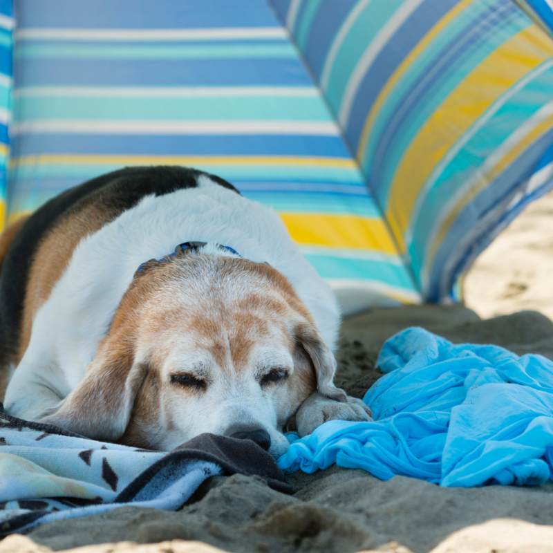 Dog laying under an umbrella at beach, beach safety