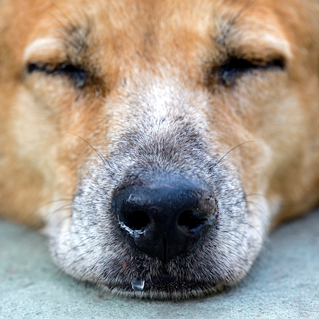 Summer Allergies In Dogs How To Spot The Symptoms And Provide Relief