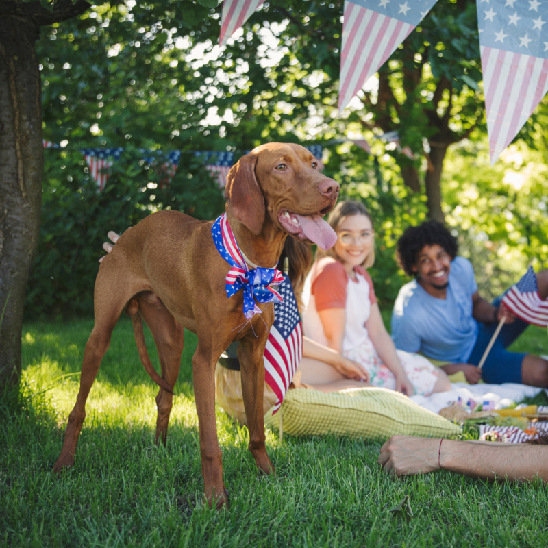 Dog outside during Fourth of July 