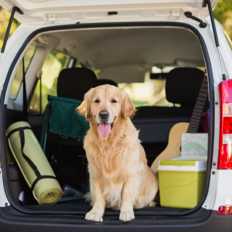 dog packed up for trip in car, Fourth of July safety