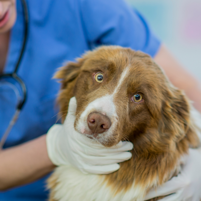 dog having throat examined, summer allergies