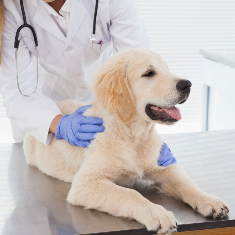 Dog at vet, summer allergies