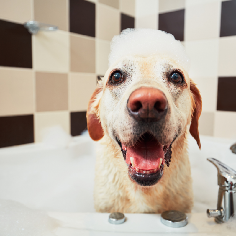 dog getting bath, summer allergies