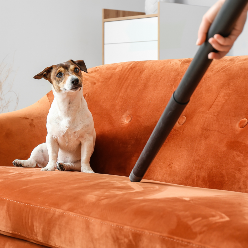 vacuuming near dog, summer allergies