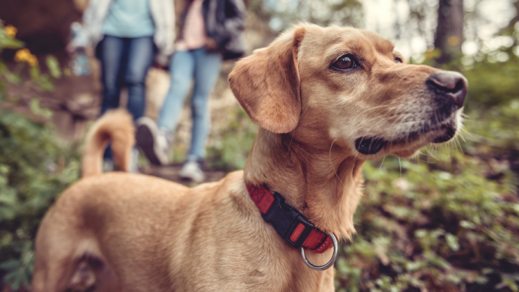8.11_DogTailsBlog Take A Hike: How To Keep Your Dog Safe While Hiking, dog hiking