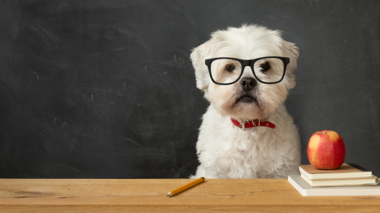 dog at school, Back-To-School Blues: 5 Ways To Prepare Your Pet For The Fall