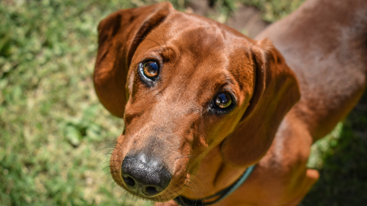 Dog looking up at camera, Good Dog! 5 Essential Obedience Commands Every Dog Owner Should Know