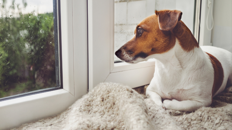dog in window, How Separation Anxiety Affects Your Pet And What You Can Do About It