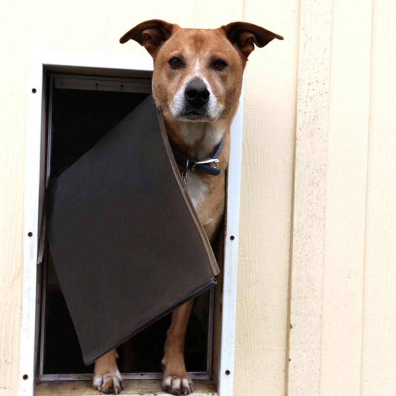 Dog at door, How Separation Anxiety Affects Your Pet And What You Can Do About It