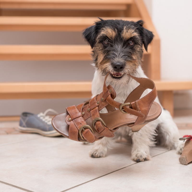 dog chewing shoe, How Separation Anxiety Affects Your Pet And What You Can Do About It