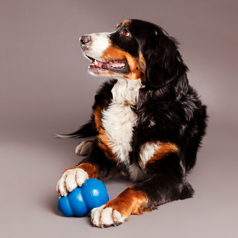 dog with kong, How Separation Anxiety Affects Your Pet And What You Can Do About It