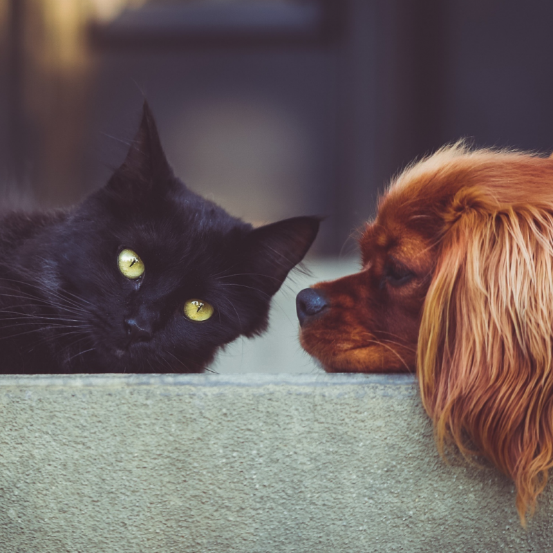 dog meeting cat, Introducing Another Dog To Your Home: How To Prepare And Do It Successfully