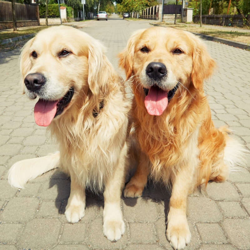 two happy dogs, Introducing Another Dog To Your Home: How To Prepare And Do It Successfully