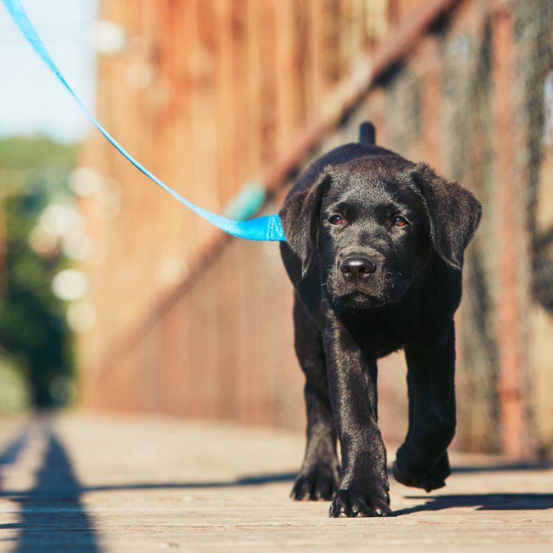 dog walk in morning, Back-To-School Blues: 5 Ways To Prepare Your Pet For The Fall