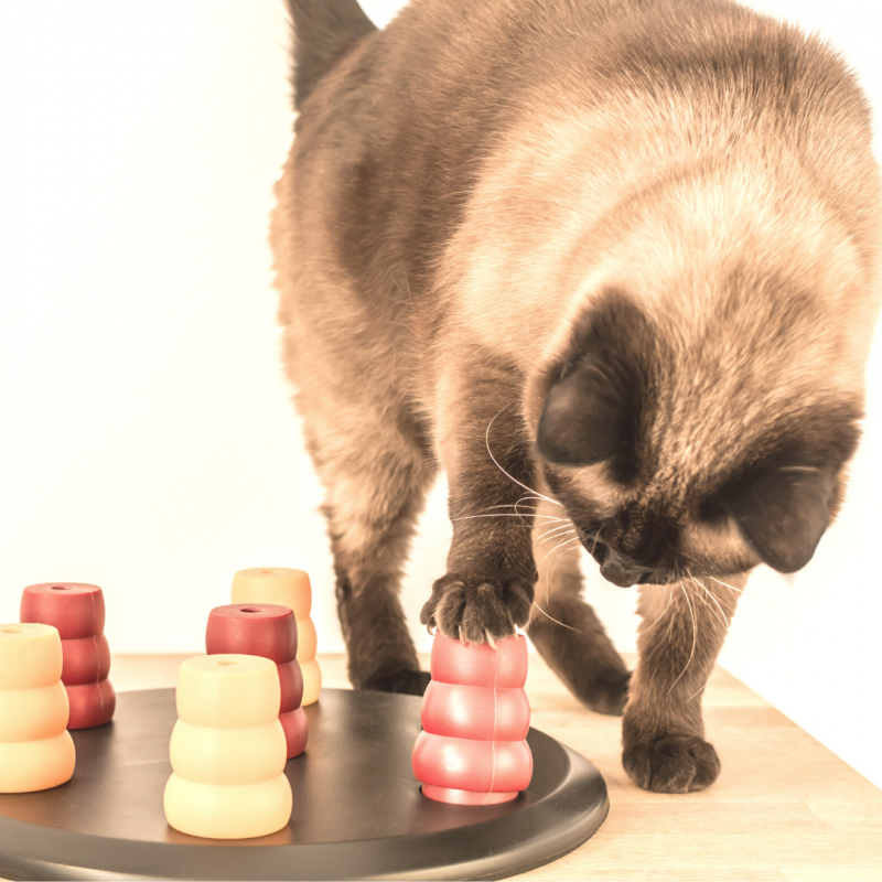 Cat interactive puzzle toy, Back-To-School Blues: 5 Ways To Prepare Your Pet For The Fall