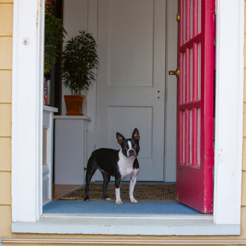 Dog At Door, Back-To-School Blues: 5 Ways To Prepare Your Pet For The Fall