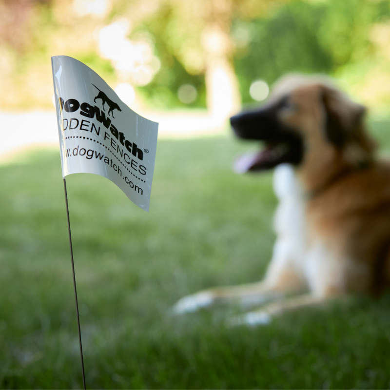 Dog, dogwatch hidden fence Back-To-School Blues: 5 Ways To Prepare Your Pet For The Fall