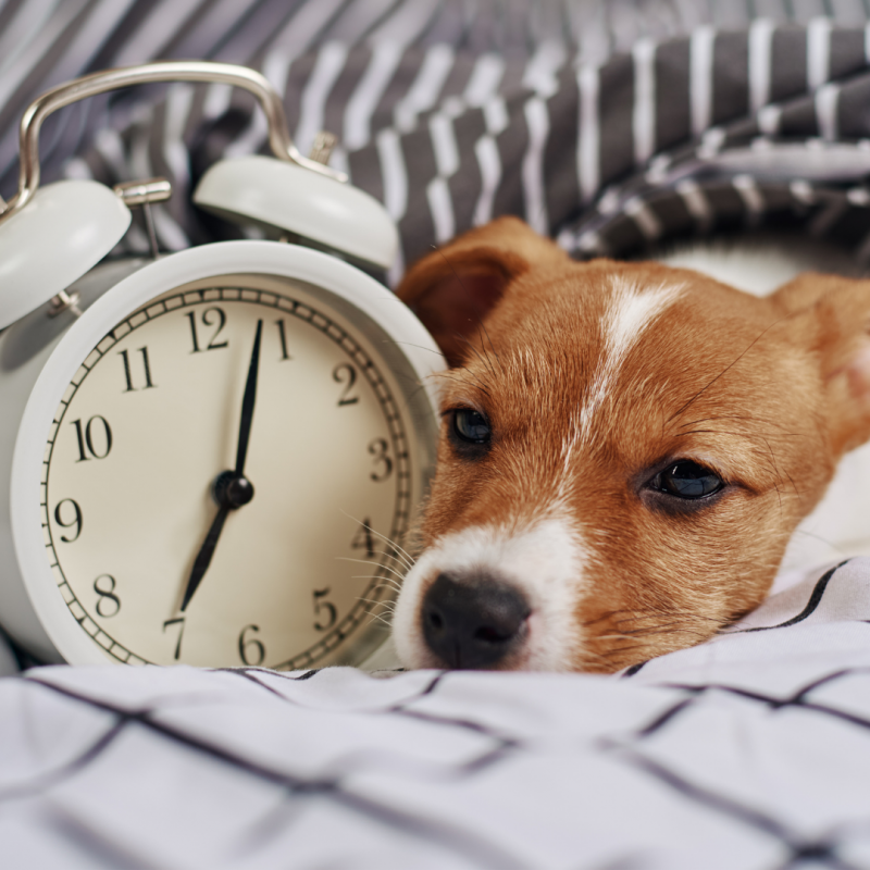 dog alarm clock, Back-To-School Blues: 5 Ways To Prepare Your Pet For The Fall