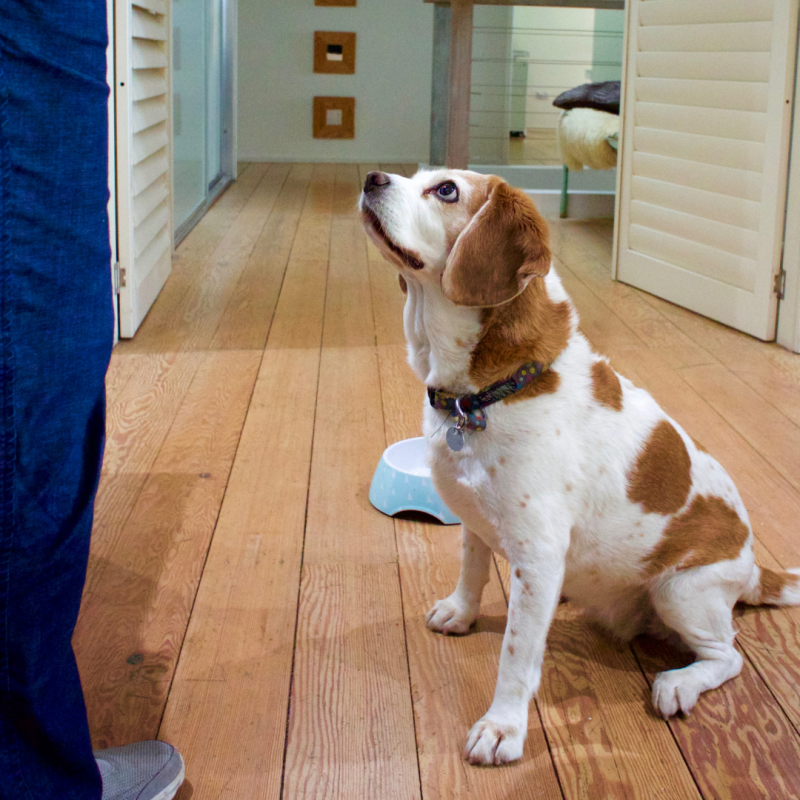dog sit, Good Dog! 5 Essential Obedience Commands Every Dog Owner Should Know