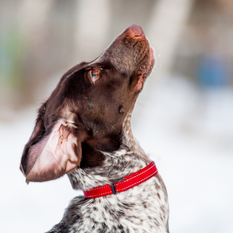 dog look command, Good Dog! 5 Essential Obedience Commands Every Dog Owner Should Know