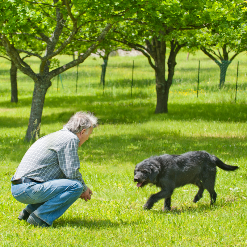 dog here, Good Dog! 5 Essential Obedience Commands Every Dog Owner Should Know