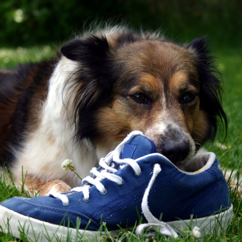 dog leave it command, Good Dog! 5 Essential Obedience Commands Every Dog Owner Should Know