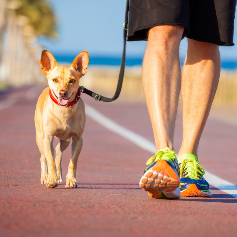 dog and owner walking, Four-Legged Family Members: 5 Major Benefits Of Owning A Dog