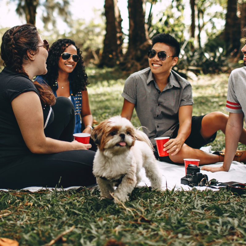 people socializing with dog, Four-Legged Family Members: 5 Major Benefits Of Owning A Dog