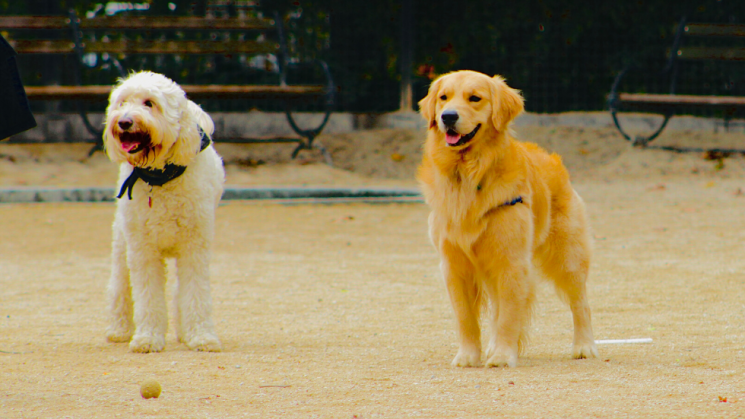 dogs at dog park, How To Prepare Your Pup For A Trip To The Dog Park!