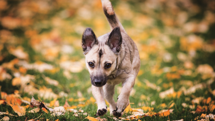 dog running, 10 Homemade Dog Treat Recipes Featuring Fresh Fall Ingredients