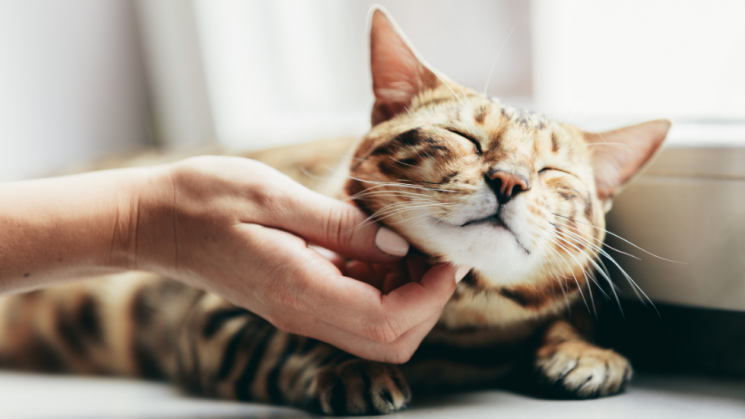 Cat Being Pet, 5 Ways To Keep Your Cat Happy Indoors!