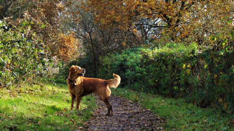 Dog in woods, How You Can Keep Your Dog Safe During Hunting Season
