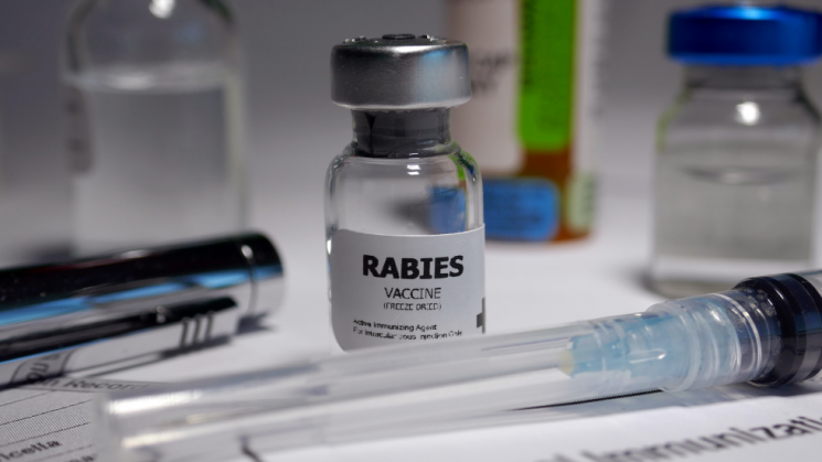 Rabies Vaccine, Where Rabies Comes From And How To Keep You And Your Pets Safe