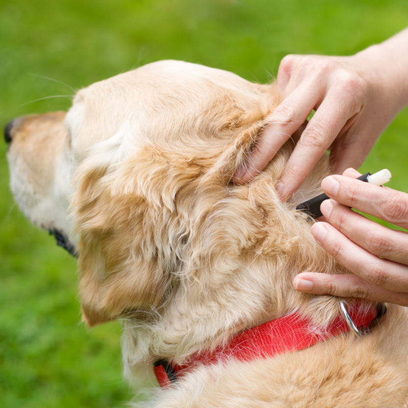 checking for tick on dog, How to Identify, Get Rid of, and Prevent Ticks on Your Dog