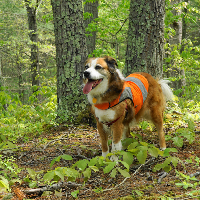 Dog in hunting vest, How You Can Keep Your Dog Safe During Hunting Season