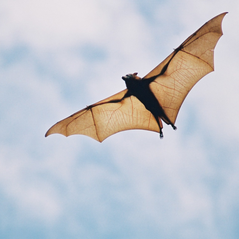 rabies bat, Where Rabies Comes From And How To Keep You And Your Pets Safe