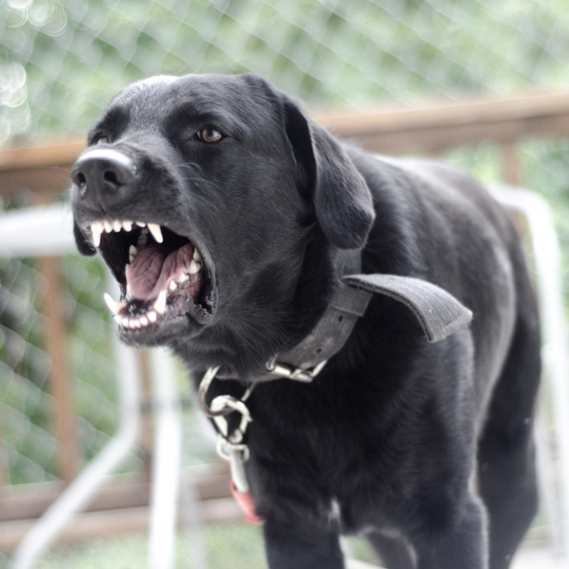 aggressive dog, Where Rabies Comes From And How To Keep You And Your Pets Safe