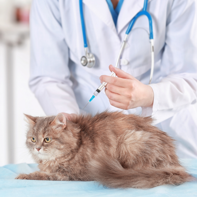 cat vaccine, Where Rabies Comes From And How To Keep You And Your Pets Safe