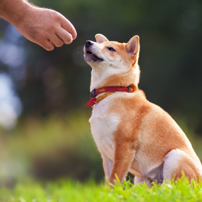 dog training, How To Prepare Your Pup For A Trip To The Dog Park!