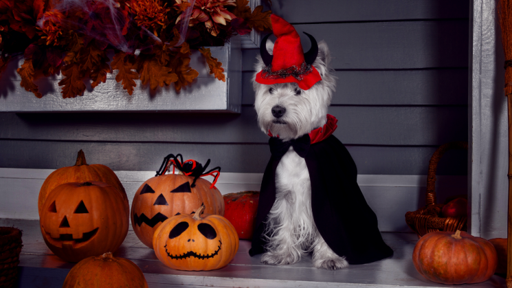dog in costume, Halloween Costume Safety: How To Keep Your Pet Comfortable During Spooky Season