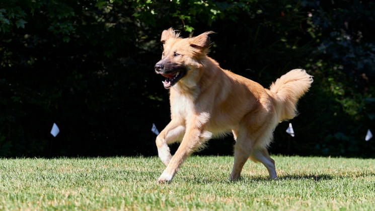 10.7_DogTailsBlog Dog running, how much exercise does your dog need?