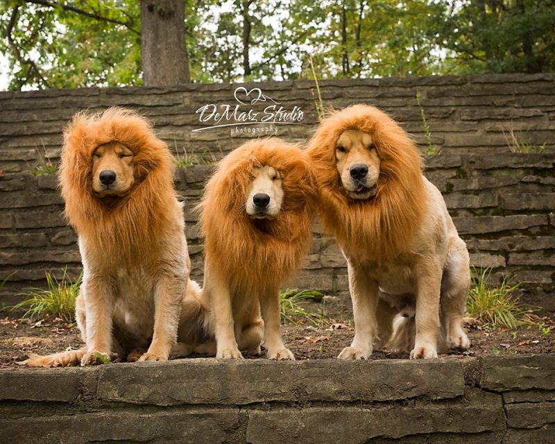 Three Golden Retrievers dressed as lions
